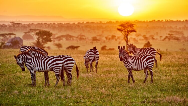 Kenya 4 Kids Deluxe ★★★★★ - Ross Travel