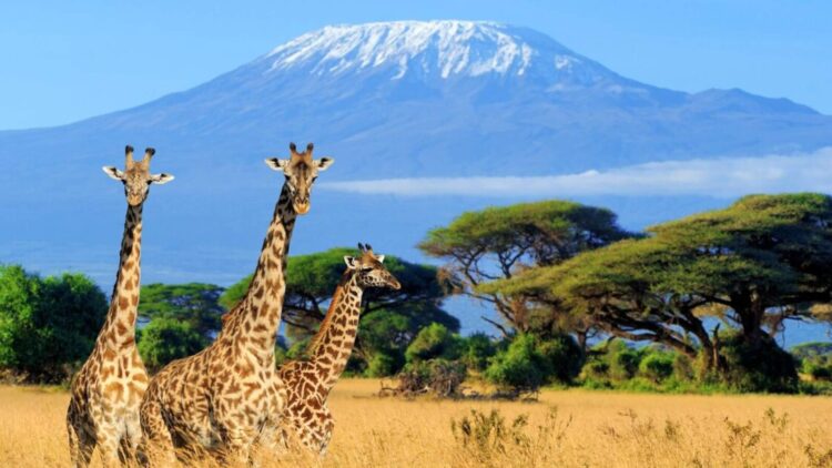 Kenya 4 Kids Deluxe ★★★★★ - Ross Travel